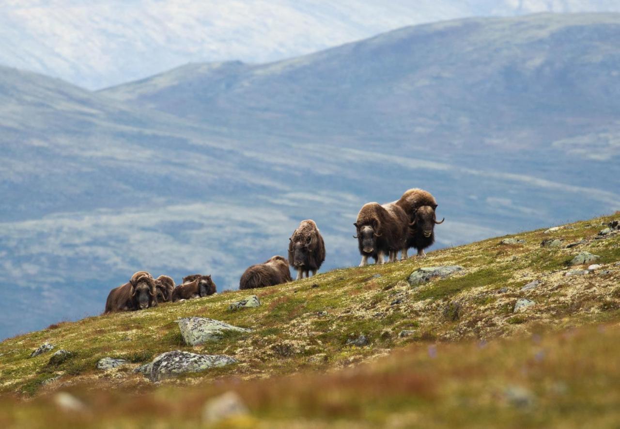 Rondane River Lodge - Rondane Gjestegard Enden Bagian luar foto
