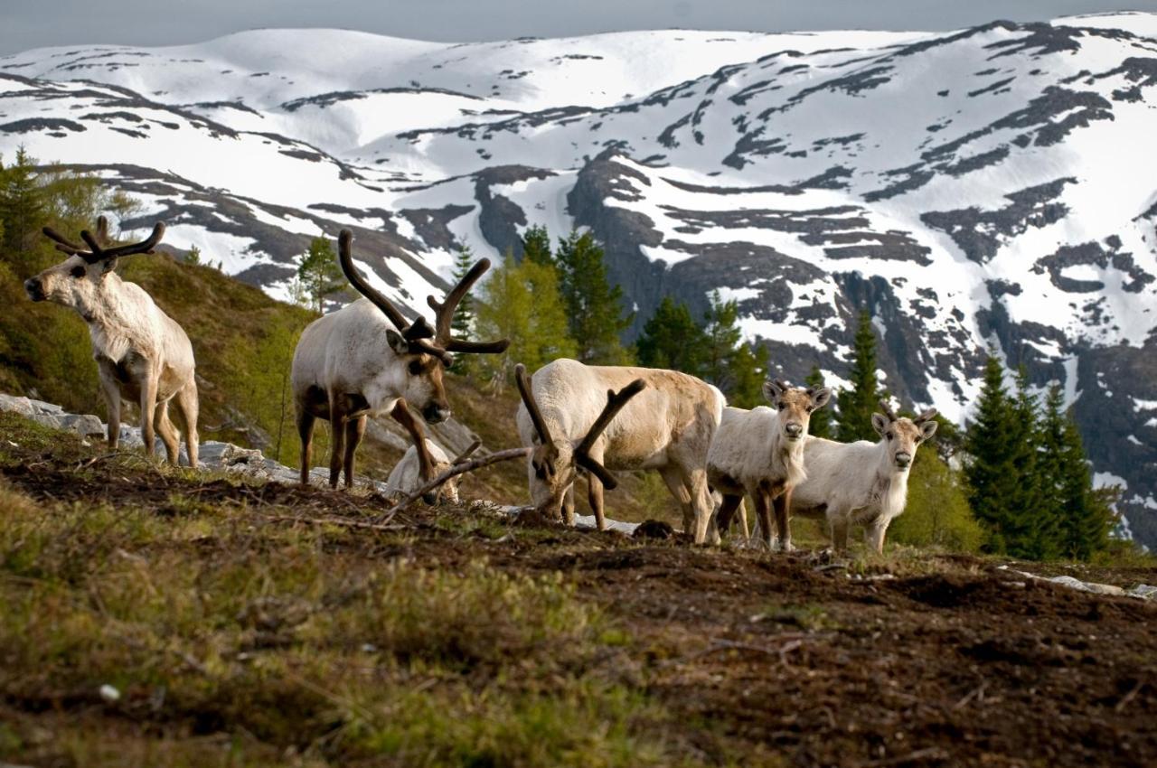 Rondane River Lodge - Rondane Gjestegard Enden Bagian luar foto