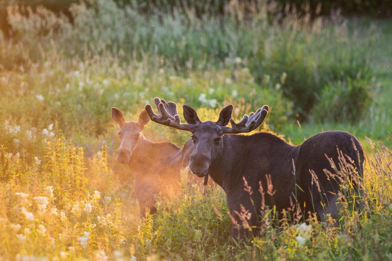 Rondane River Lodge - Rondane Gjestegard Enden Bagian luar foto